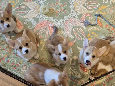 Welsh Corgi Pembroke
