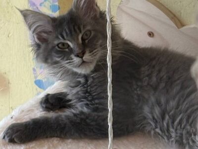 Maine Coon kassipojad