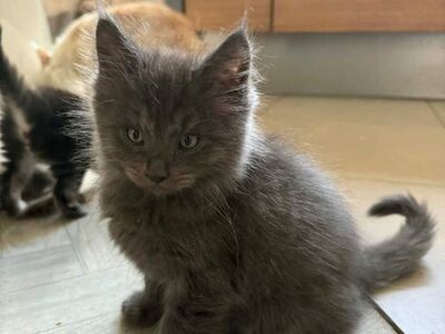 Beautiful Maine Coon Kittens Forever Homes