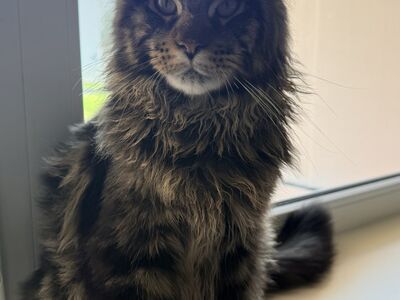 Maine Coon, poiss