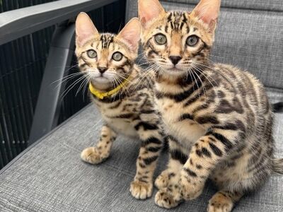 Pedigree Bengal kittens ready now
