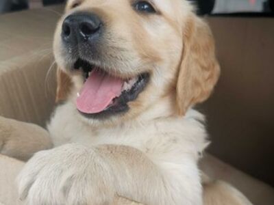 Golden Retriever Puppies