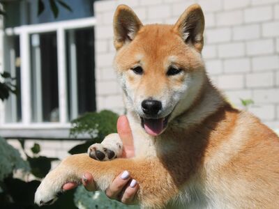 Сиба-ину