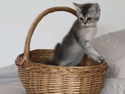 Котята скоттиш-страйт