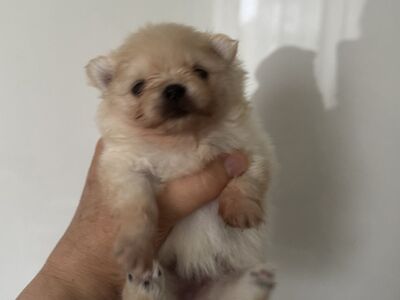 Pomeraniani kutsikas