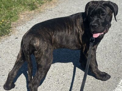 Cane Corso