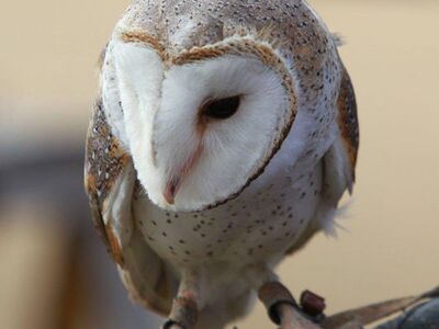 Barn Owls for Sale
