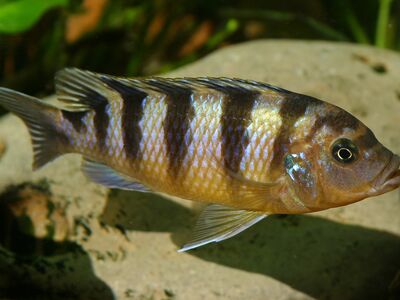 Pseudotrofeus  lombardo