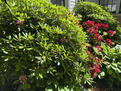 Rododendronid