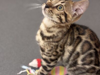 Бенгальский котёнок