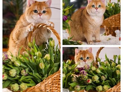 Briti Golden chinchilla emane kass