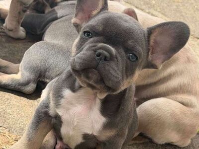 French bulldog puppies