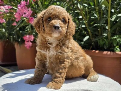 CAVAPOO KUTSIKAD