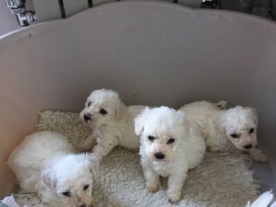 Bichon Frise kutsikad