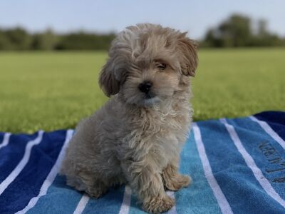 Toy Maltipoo kutsikas valmis vallutama südameid