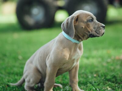 Cane Corso kutsikad