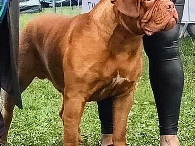 Bordoo dogi kutsikad