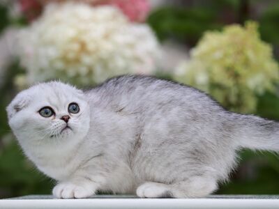 Scottish Fold kiisutüdruk