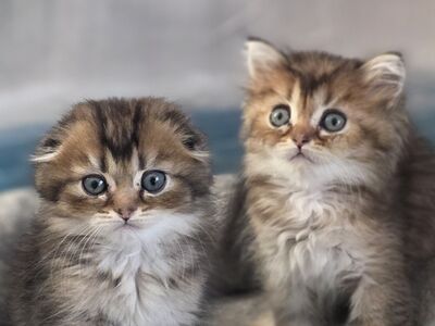 Scottish Fold - Scottish Straight