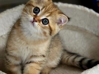 Scottish Straight - Scottish Fold