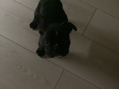 Prantsuse buldog