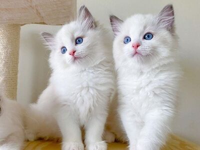 Ragdoll kittens beschikbaar: