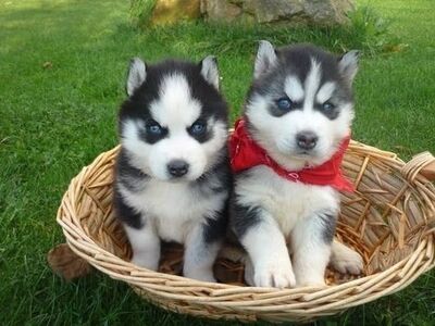 Siberian Husky Puppies ready for their new home.