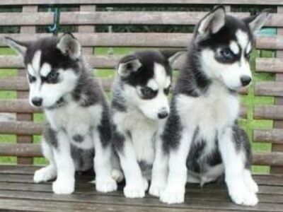 Siberi husky kutsikad on valmis oma uude koju.