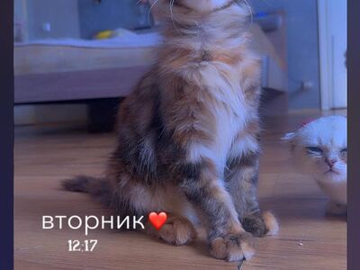 Котёнок мейн-кун