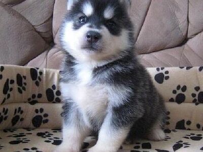 Siberi husky kutsikad on lapsendamiseks saadaval.
