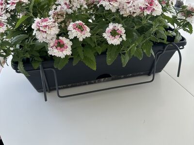Lilled rõdule Verbena 4 kasti