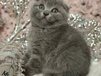 Blauwe Scottish Fold kittens