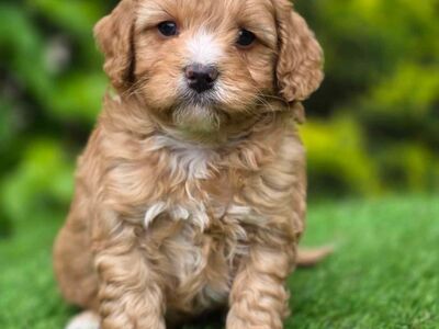 CAVAPOO KUTSIKAD