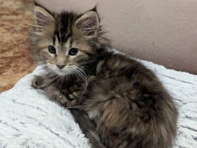 Котята мейн-кун