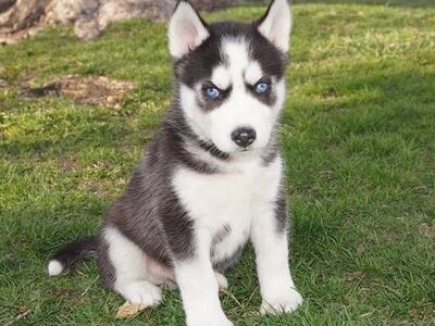 Siberian Husky Puppies available