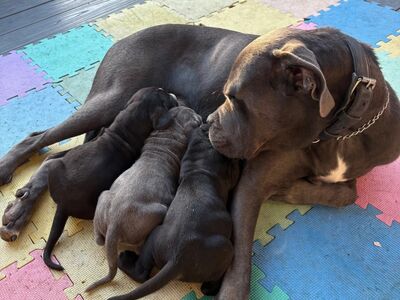 Cane Corso