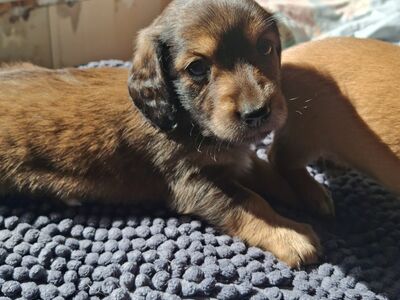 Kodu otsib veel taksikutsikad viimased