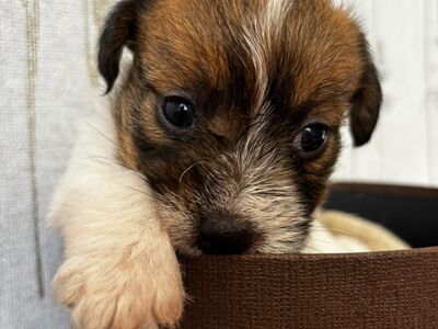 Jack Russelli terjeri kutsikapoiss (FCI/LKF)