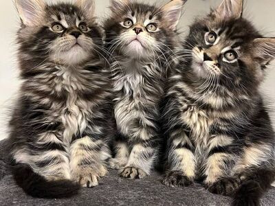 Maine Coon kassipojad