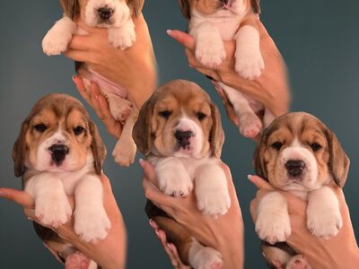 Beagle kutsikad