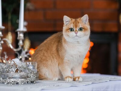 Briti Golden chinchilla Kaunitar