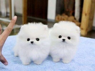 2 beautiful Pomeranian puppies.