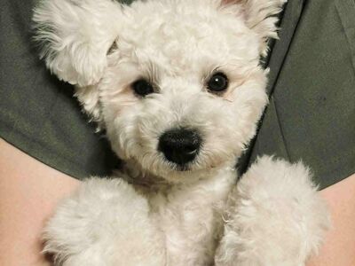 ISANE BICHON FRISE