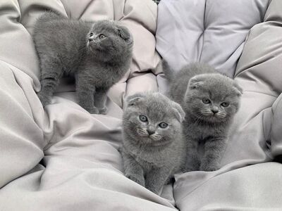 Blue Scottish fold kittens