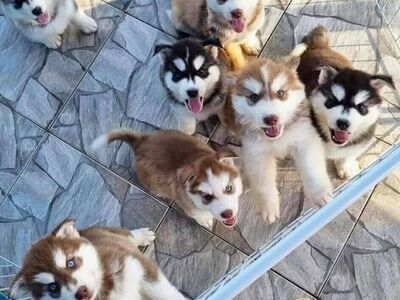 Siberi husky kutsikad on valmis oma uude koju.