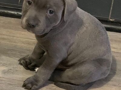 Staffordshire'i bullterjeri kutsikad