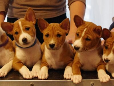 Basenji kutsikad