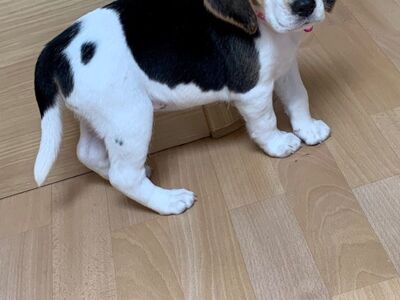 Beagle'i kutsikad