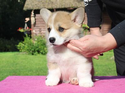 Welsh corgi pembroke kutsikad