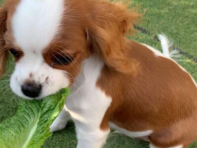 Cavalier King Charlesi spanjeli kutsikad